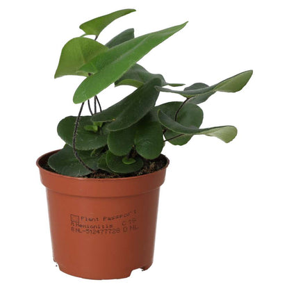 Heart Fern (Hemionitus arifolia)
