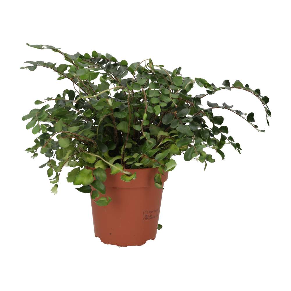 Button Fern (Pellaea rotundifolia)