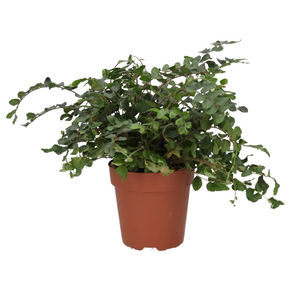 Button Fern (Pellaea rotundifolia)
