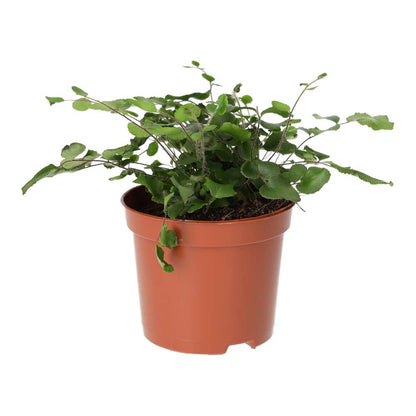 Button Fern (Pellaea rotundifolia)