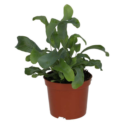 Blue star fern (Phlebodium aureum)