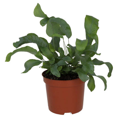 Blue star fern (Phlebodium aureum)