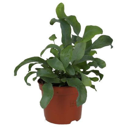 Blue star fern (Phlebodium aureum)