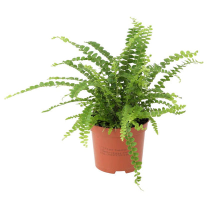 Sword Fern (Nephrolepis cordifolia)