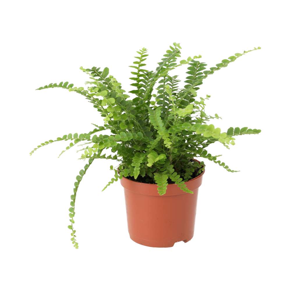 Sword Fern (Nephrolepis cordifolia)