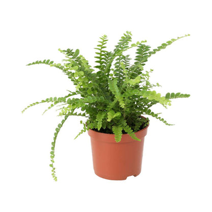 Sword Fern (Nephrolepis cordifolia)