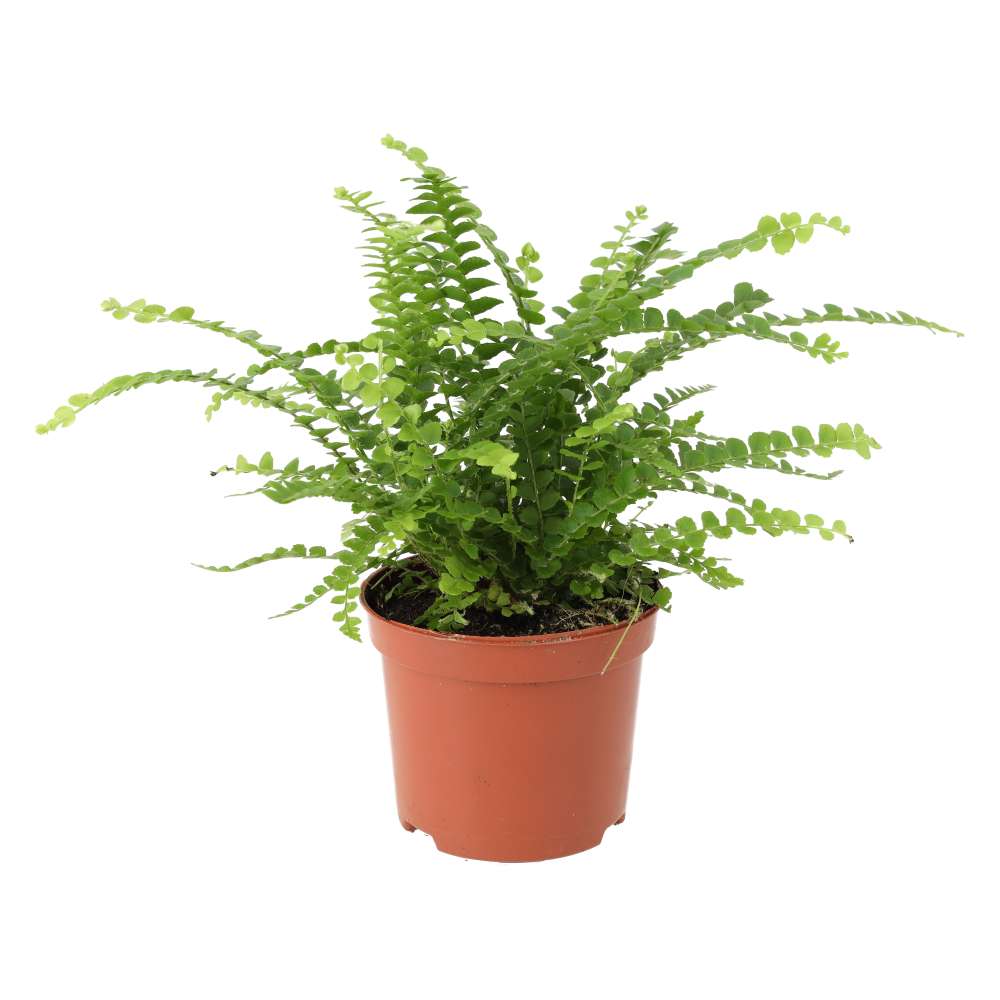 Sword Fern (Nephrolepis cordifolia)