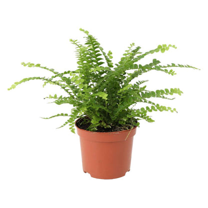 Sword Fern (Nephrolepis cordifolia)