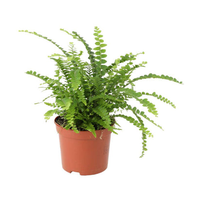 Sword Fern (Nephrolepis cordifolia)