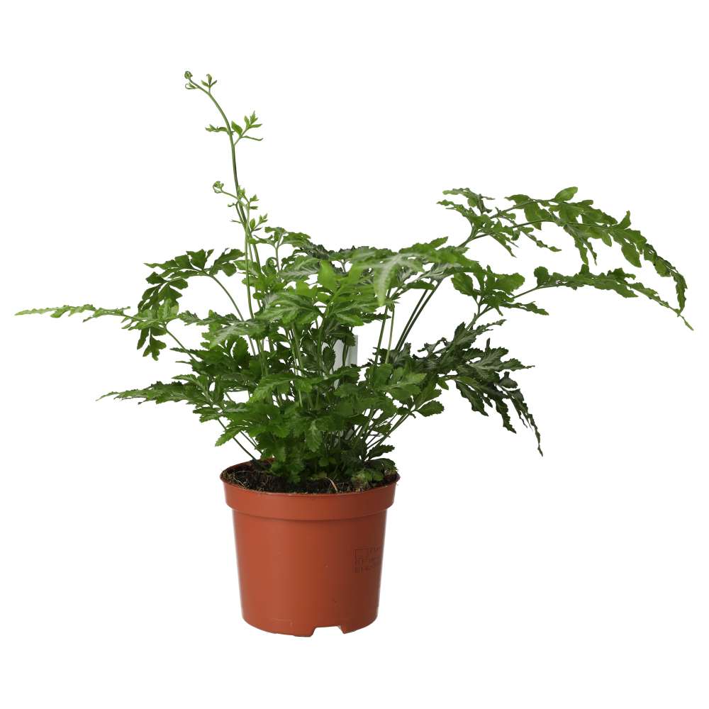 Brake Fern (Pteris sp.)