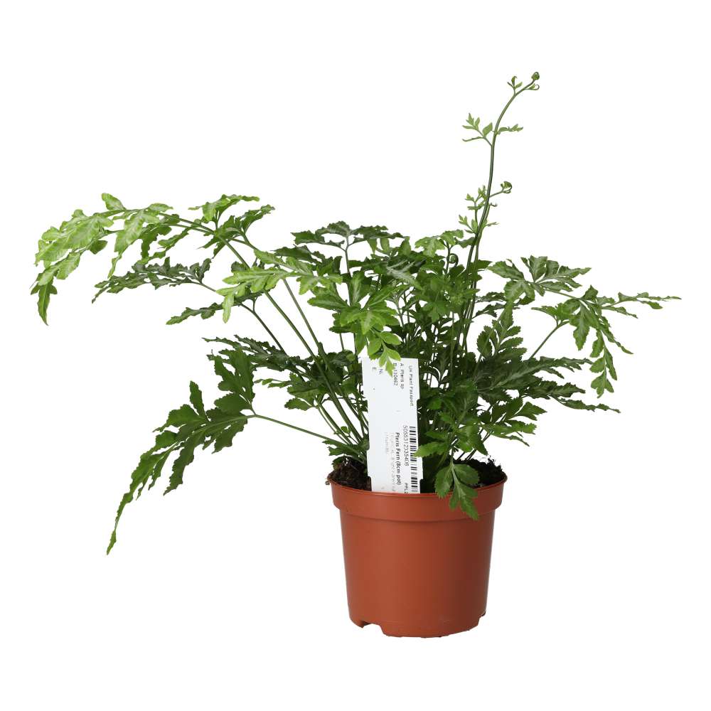 Brake Fern (Pteris sp.)