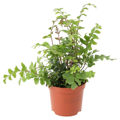 Maidenhair Tree Fern (Didymochlaena truncatula)