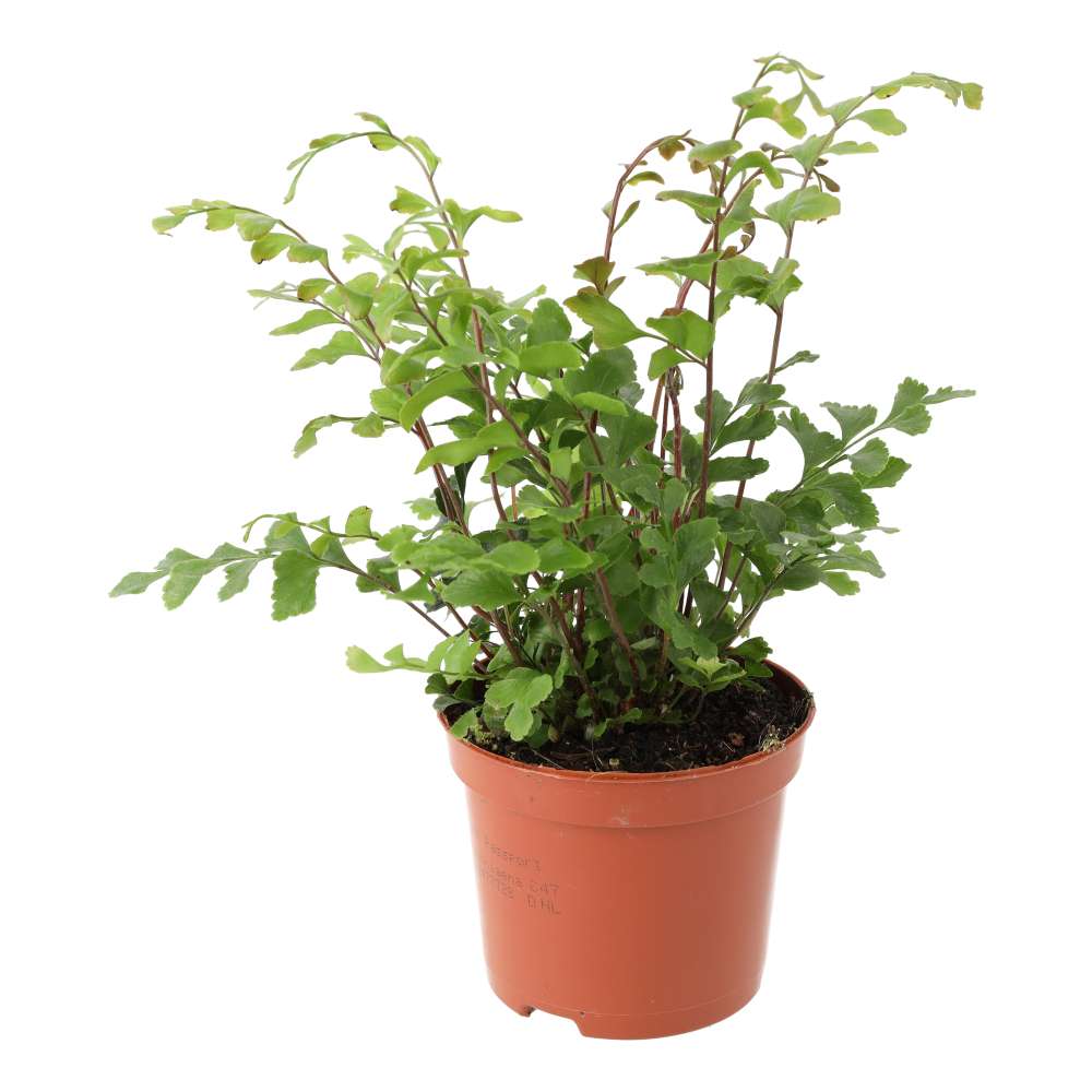 Maidenhair Tree Fern (Didymochlaena truncatula)
