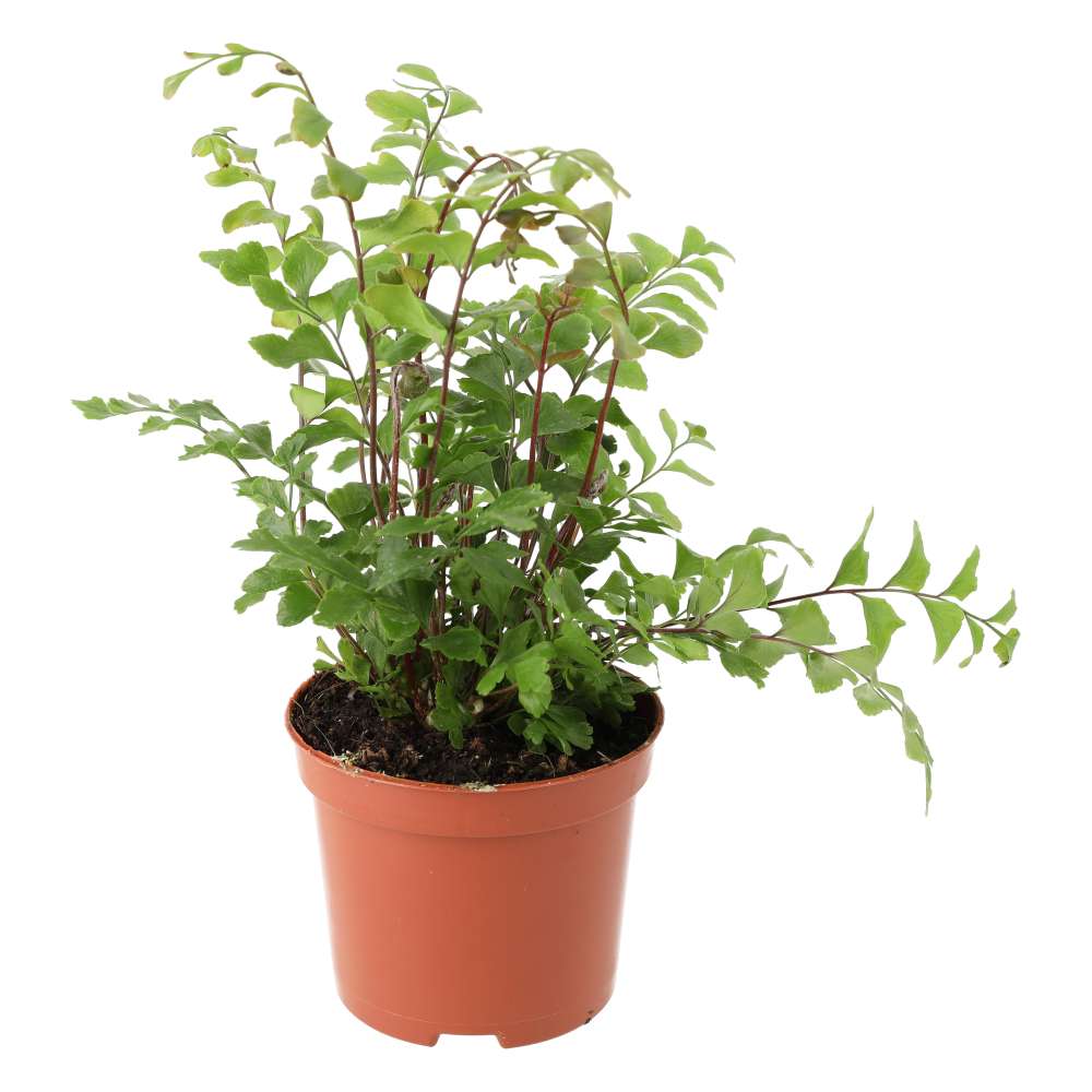 Maidenhair Tree Fern (Didymochlaena truncatula)