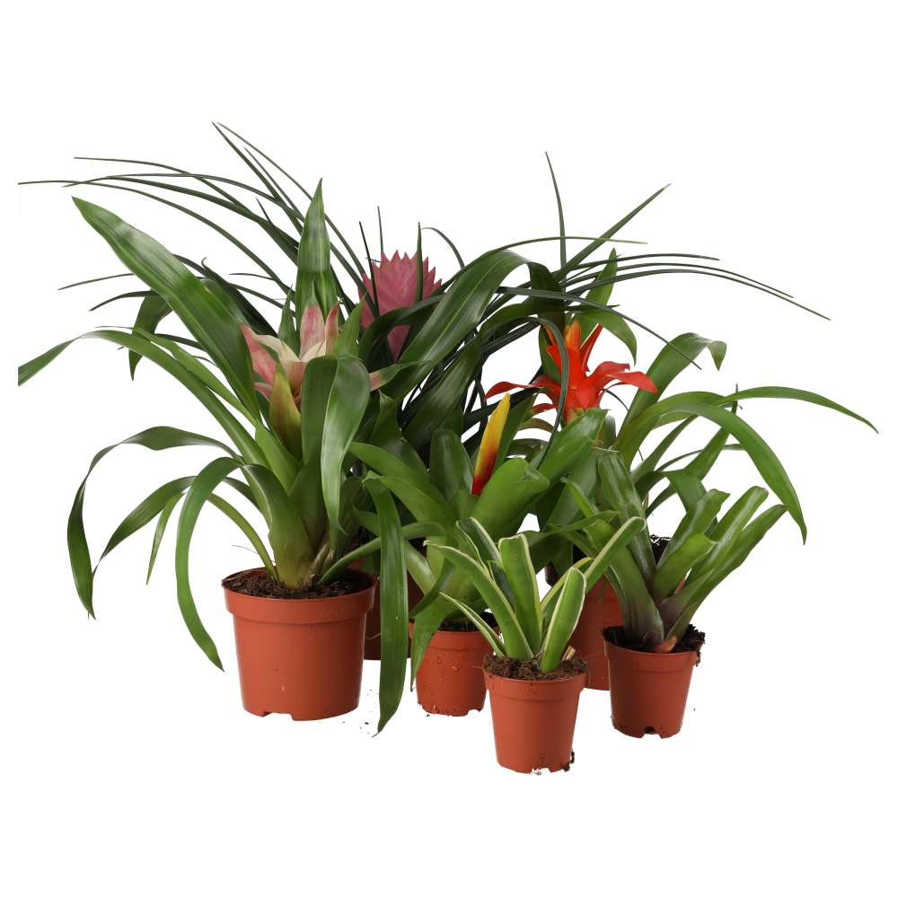 Live Plant Bromeliad collection - 6 Assorted Plants