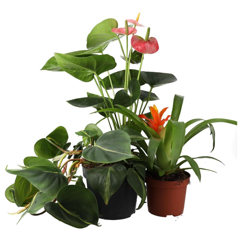 Carnivore Animals Collection Live Plant Tree Frog Collection - 3 Assorted Plants – Viperia UK