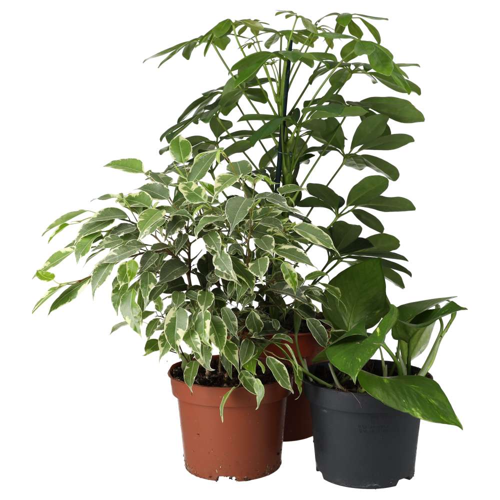 Live Plant Chameleon Collection - 3 Assorted Plants