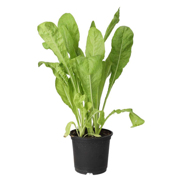 Live Food Plant Wild Chicory