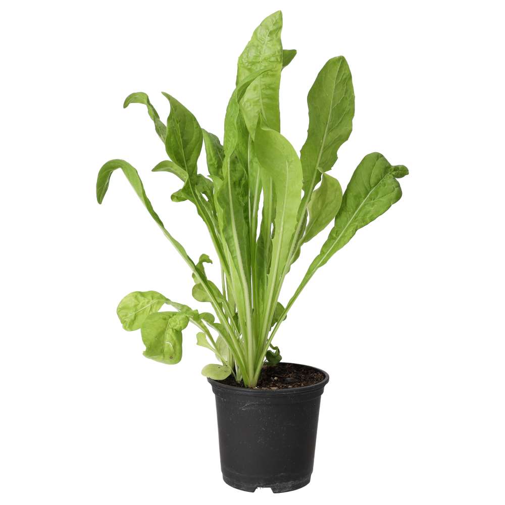 Live Food Plant Wild Chicory