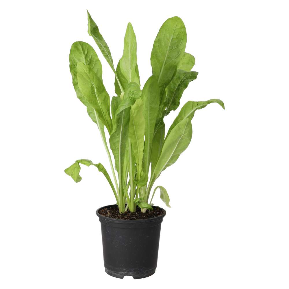 Live Food Plant Wild Chicory