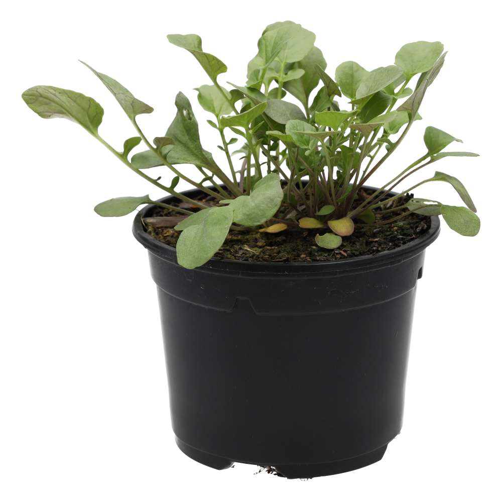 Live Food Plant Land Cress