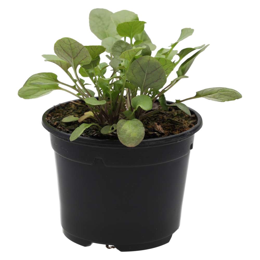 Live Food Plant Land Cress