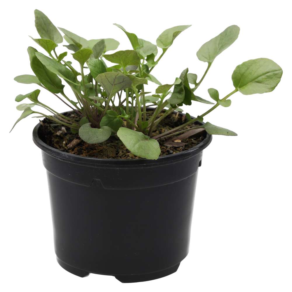 Live Food Plant Land Cress