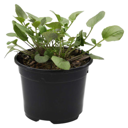 Live Food Plant Land Cress