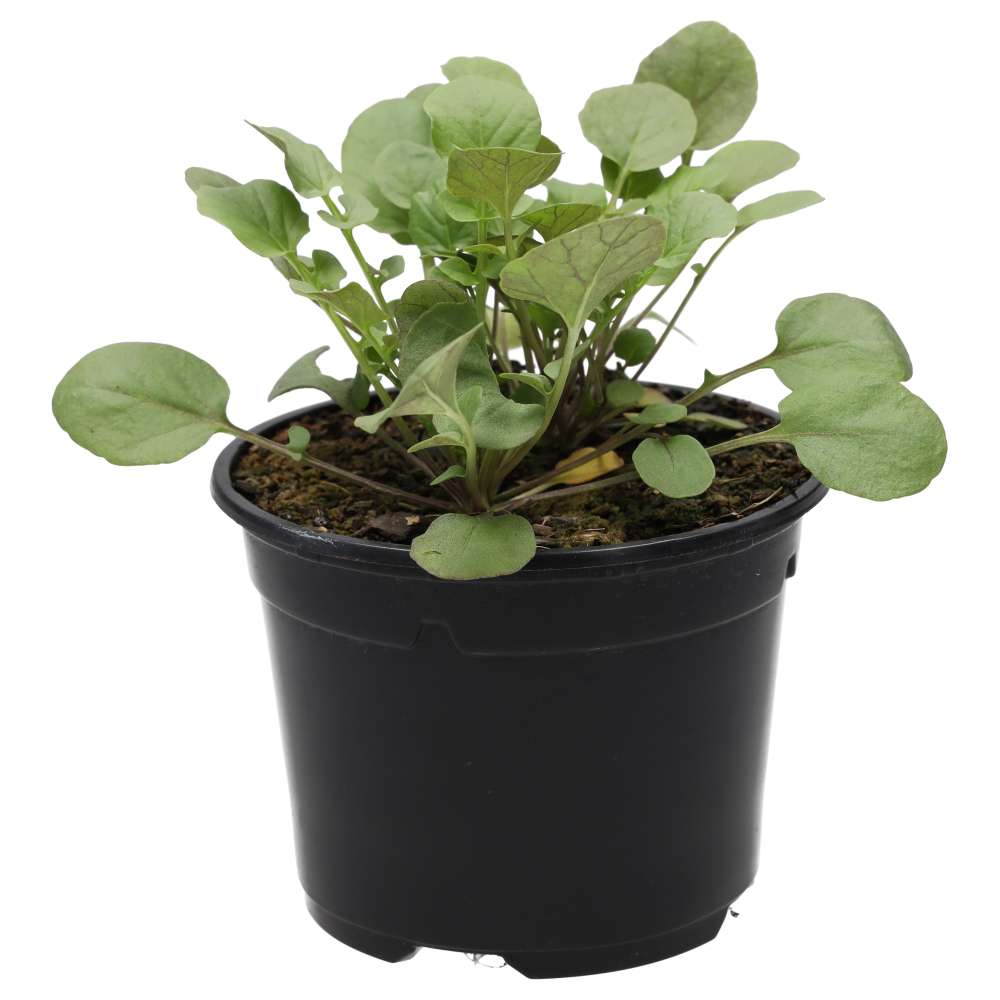 Live Food Plant Land Cress