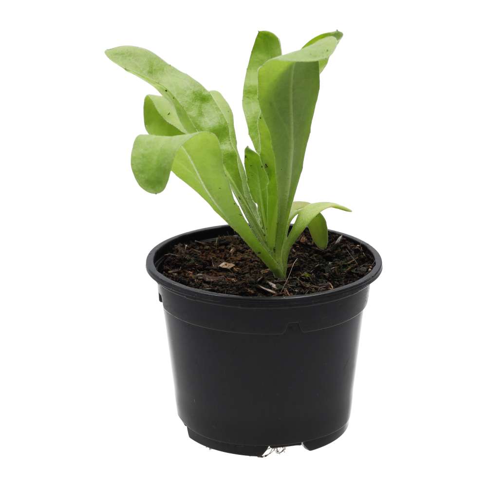 Live Food Plant Marigold (10cm pot)