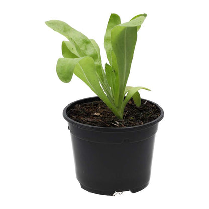 Live Food Plant Marigold (10cm pot)