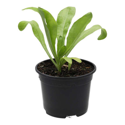Live Food Plant Marigold (10cm pot)
