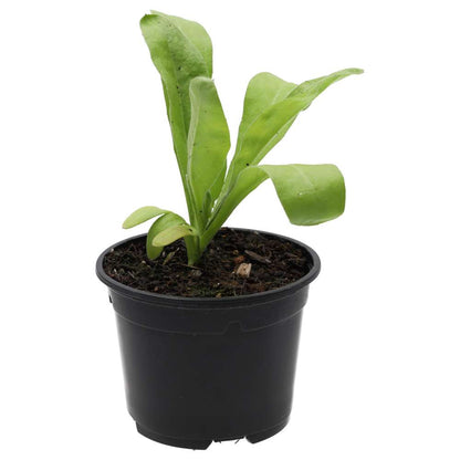 Live Food Plant Marigold (10cm pot)