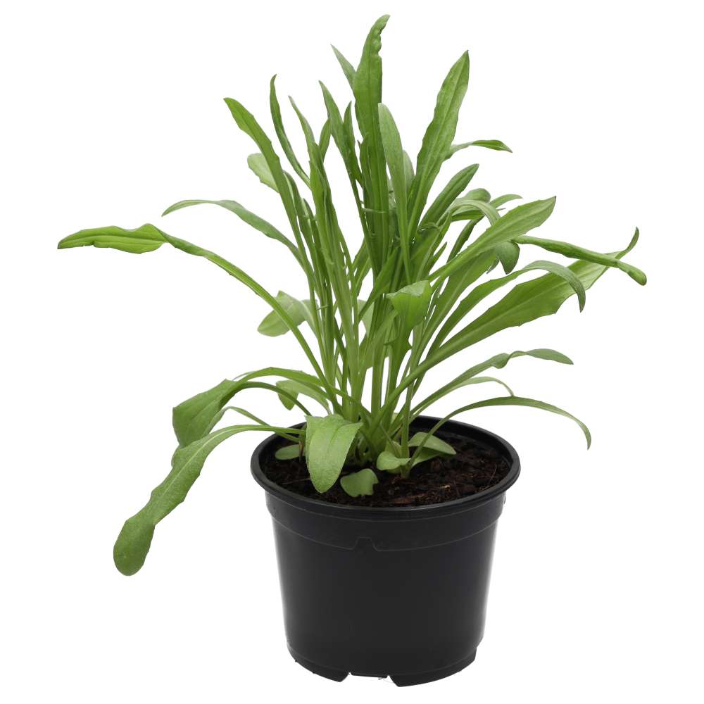 Live Food Plant Cornflower
