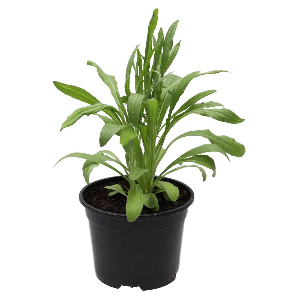 Live Food Plant Cornflower