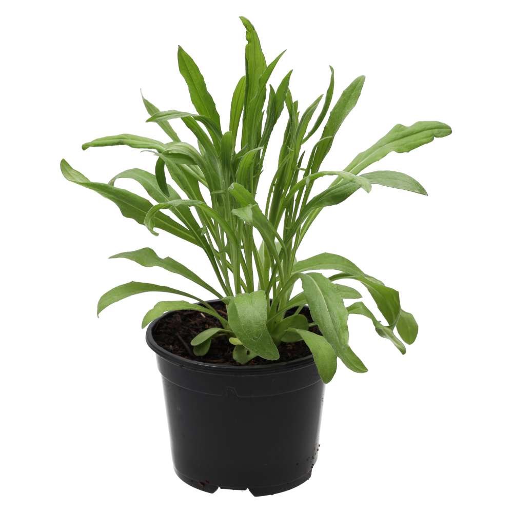Live Food Plant Cornflower