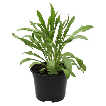 Live Food Plant Cornflower