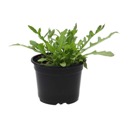 Live Food Plant. Wild rocket (10cm pot)