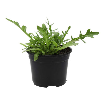 Live Food Plant. Wild rocket (10cm pot)