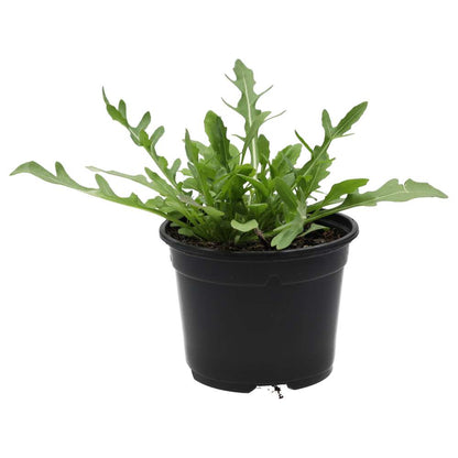 Live Food Plant. Wild rocket (10cm pot)