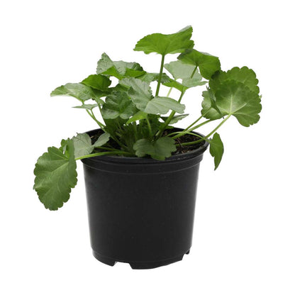 Live Food Plant. Musk Mallow (10cm pot)