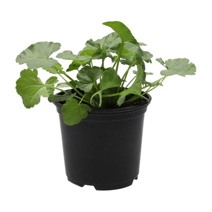 Live Food Plant. Musk Mallow (10cm pot)