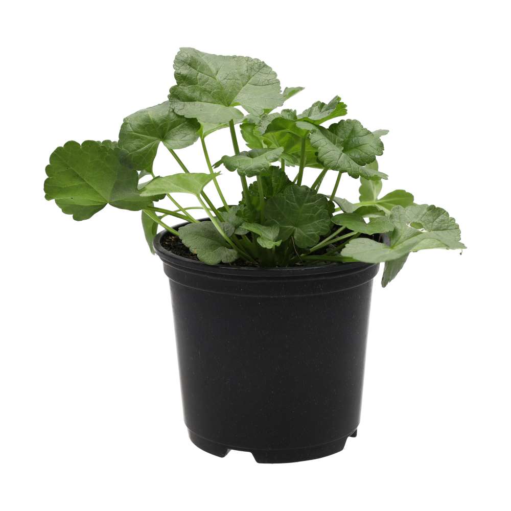 Live Food Plant. Musk Mallow (10cm pot)