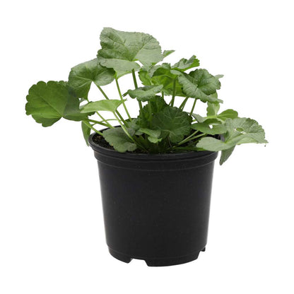 Live Food Plant. Musk Mallow (10cm pot)
