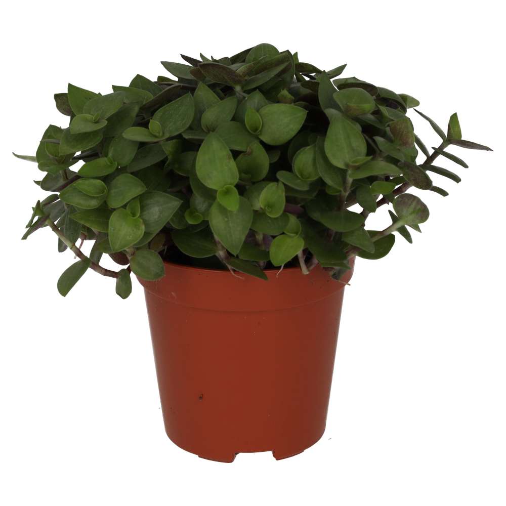Live Food Plant Turtle Vine
