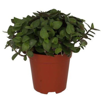 Live Food Plant Turtle Vine