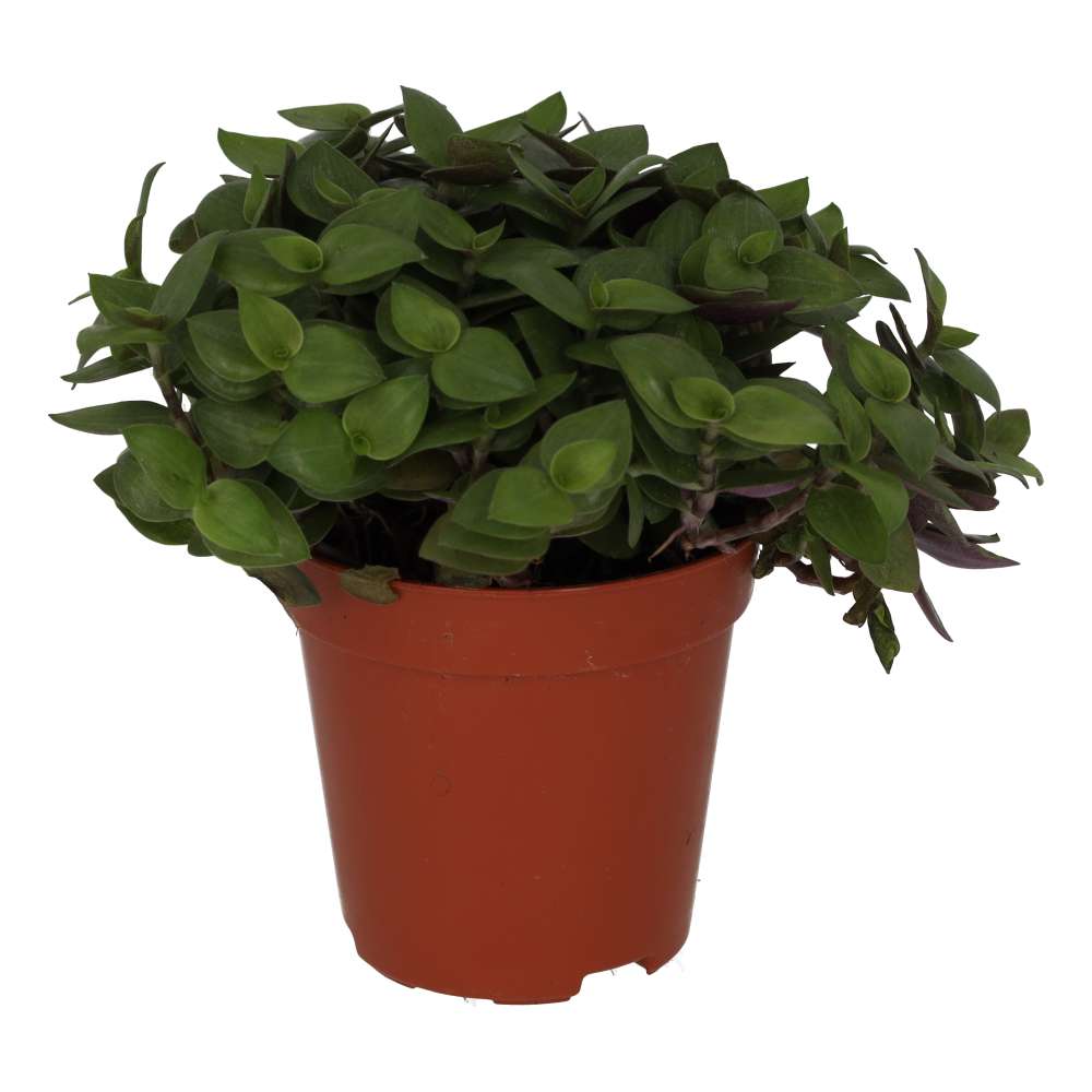 Live Food Plant Turtle Vine