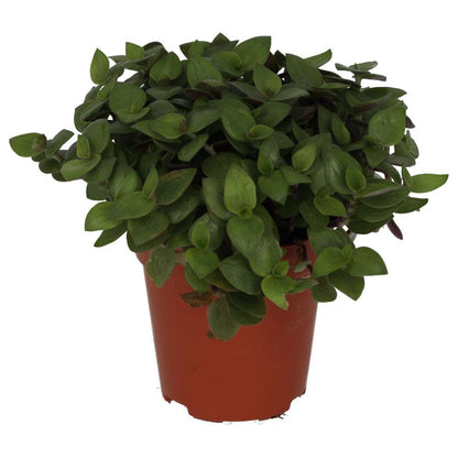 Live Food Plant Turtle Vine