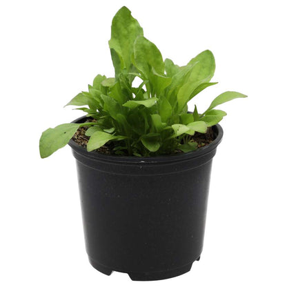 Live Food Plant Broadleaf Plantain