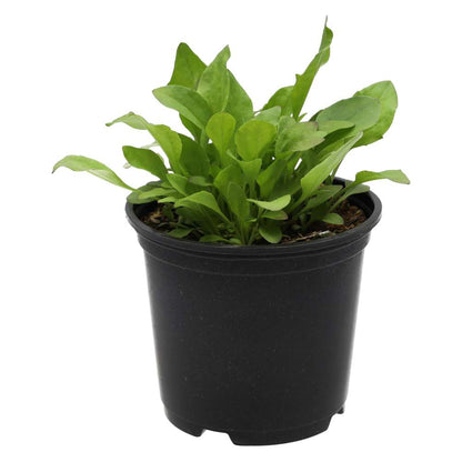 Live Food Plant Broadleaf Plantain